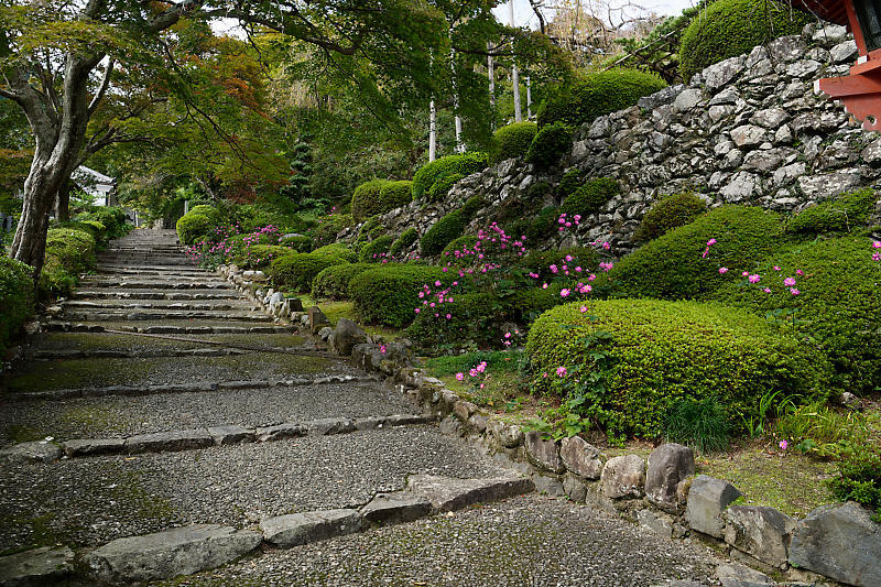 秋明菊@善峯寺 其の二_f0032011_20085249.jpg
