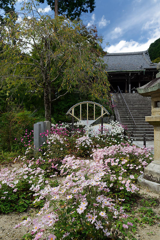 秋明菊@善峯寺 其の二_f0032011_20085281.jpg