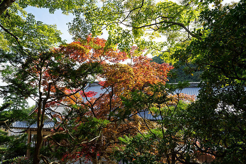 秋明菊@善峯寺 其の二_f0032011_20122252.jpg