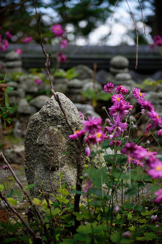 秋明菊@善峯寺 其の二_f0032011_20122292.jpg