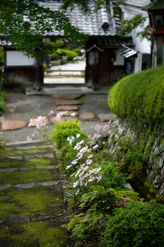 秋明菊@善峯寺 其の二_f0032011_20122355.jpg