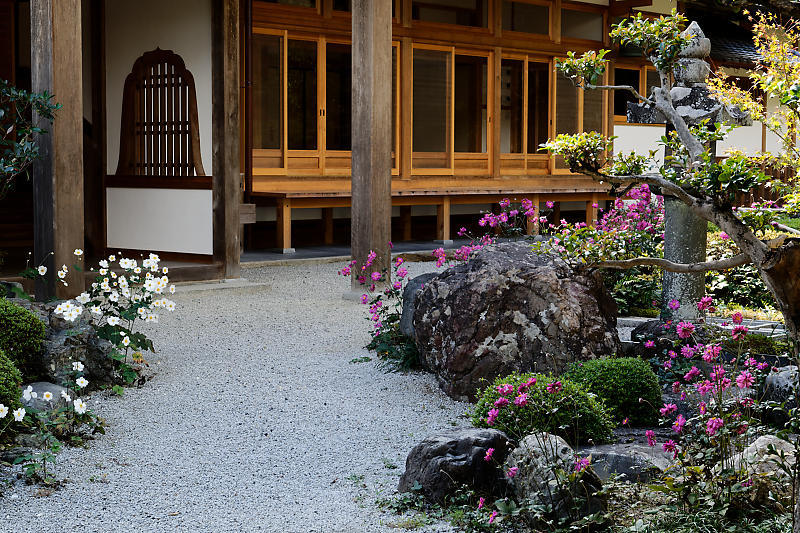 秋明菊@善峯寺 其の二_f0032011_20144876.jpg