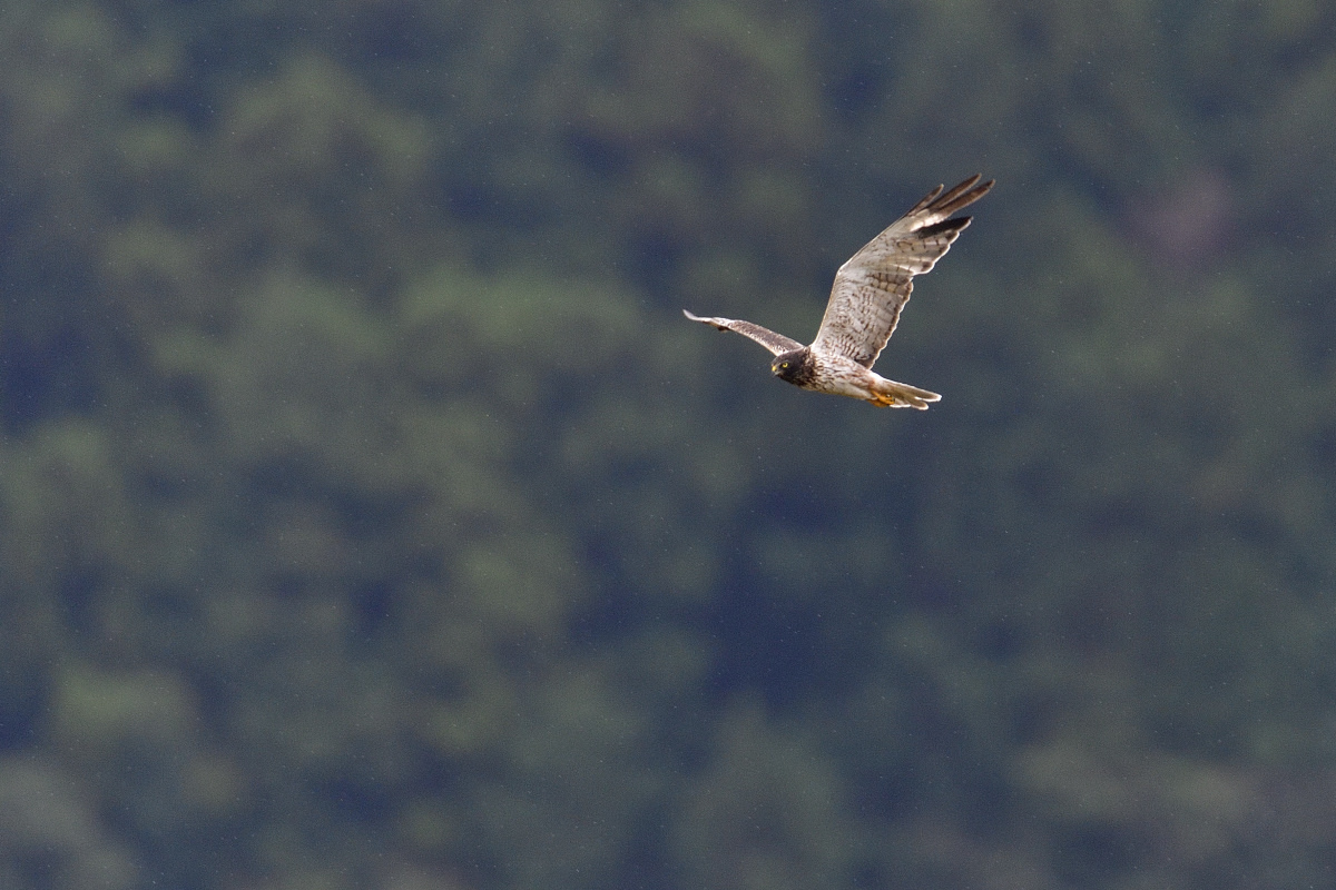 グリーンバック飛翔連写_f0288418_06361469.jpg