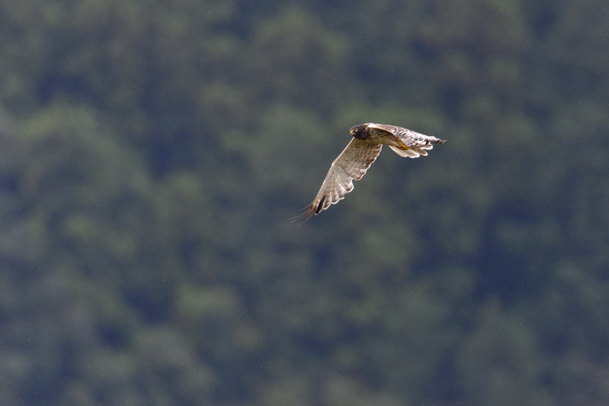 グリーンバック飛翔連写_f0288418_06362903.jpg