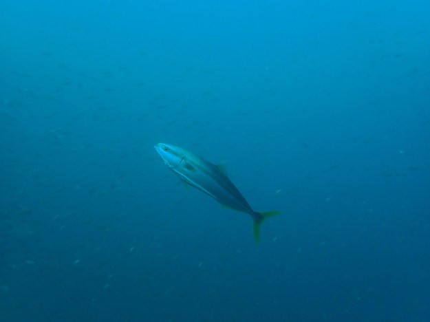 c0115421_20394403.jpg