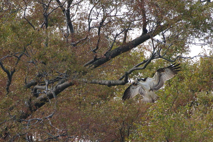 新たな遊び場…【ミサゴ】_b0113228_1653743.jpg