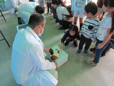 秋の動物園まつりのご紹介・11/3~11/4(祝・日)_a0116430_11051032.jpg