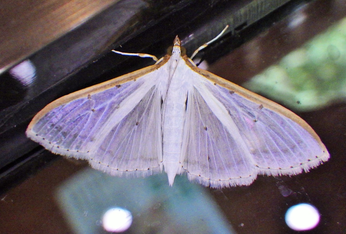 f0118332_23510641.jpg