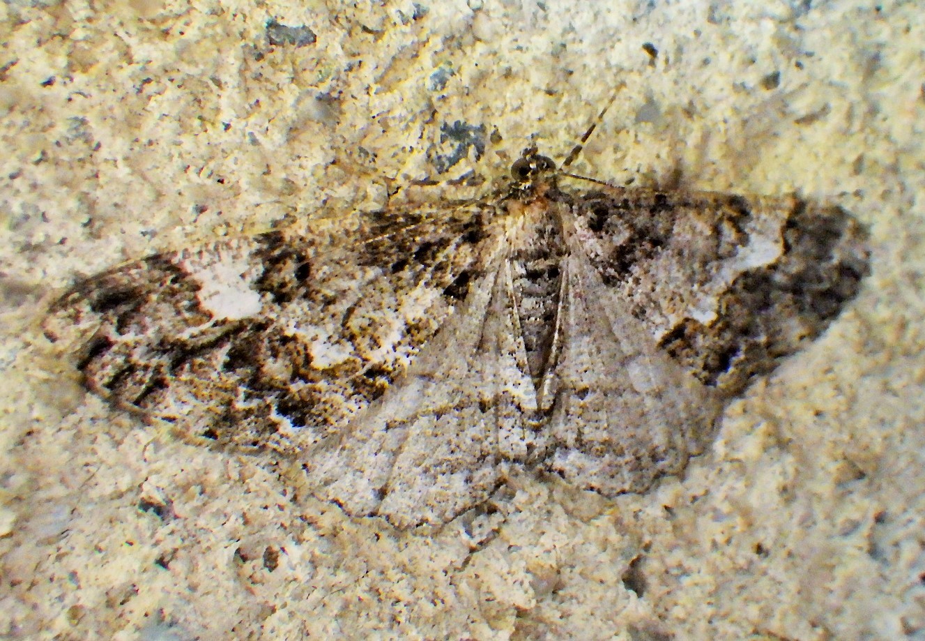 f0118332_23511650.jpg