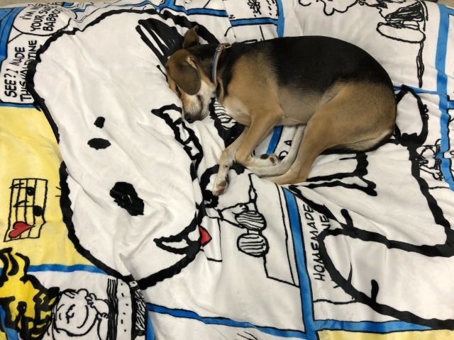 テレビ画面を見る犬 お転婆コーギー犬とeos Kiss Dでのお散歩フォト テレビ画面を見る犬 お転婆コーギー犬とeos Kiss Dでのお散歩フォト