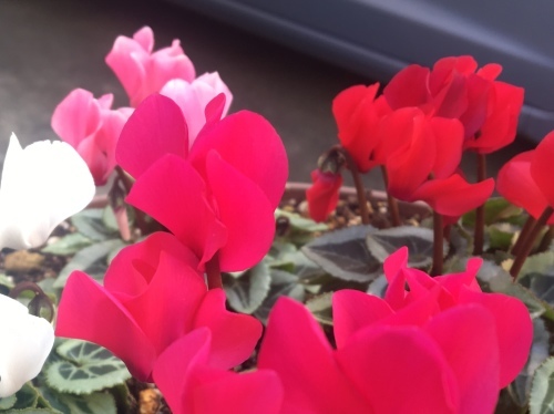 b0330040_18314231.jpeg