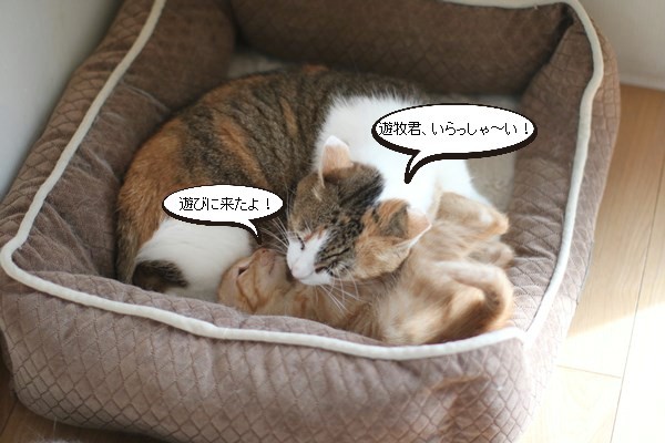 仔猫のお世話は順番に_e0151545_18323054.jpg