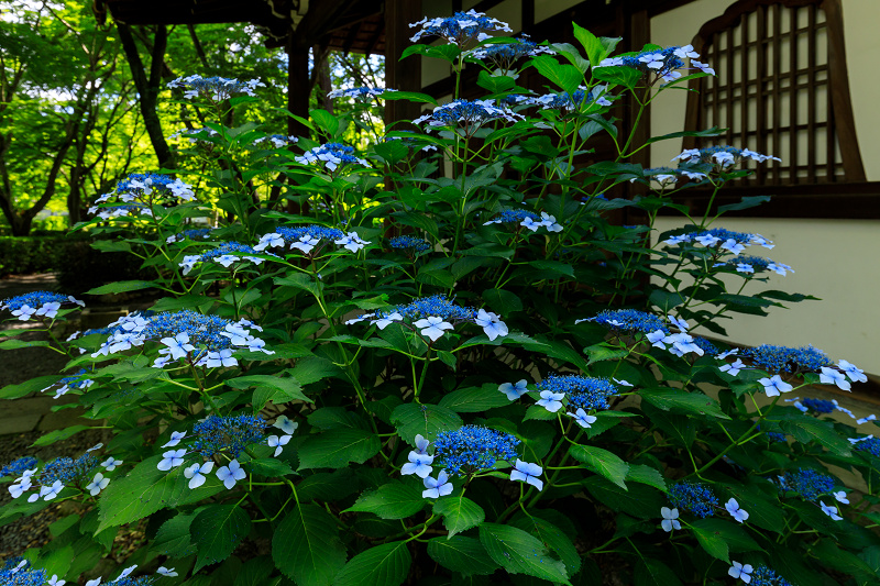 紫陽花の彩り（真如堂） : 花景色－K.W.C. PhotoBlog