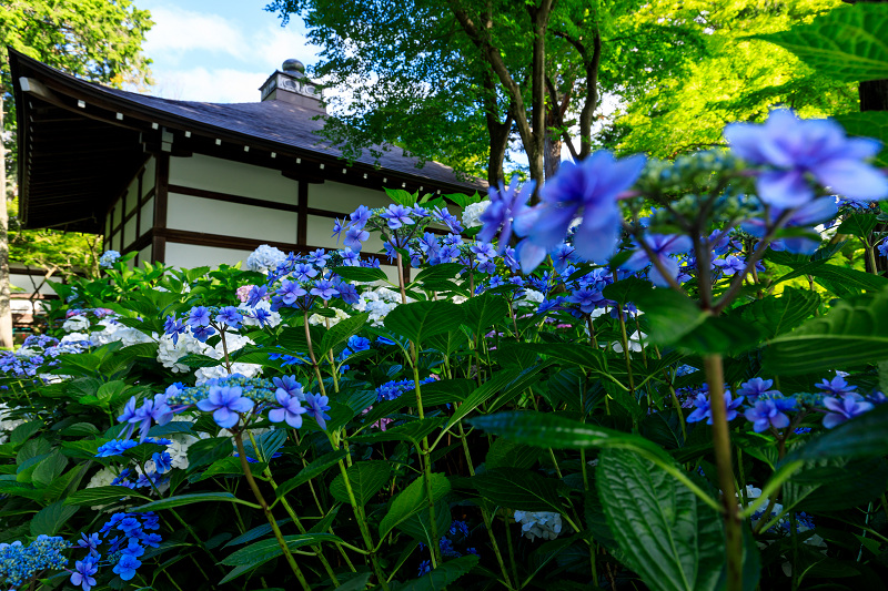 紫陽花の彩り（真如堂） : 花景色－K.W.C. PhotoBlog