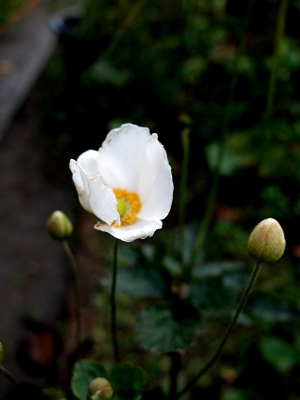 e0012055_23555158.jpg