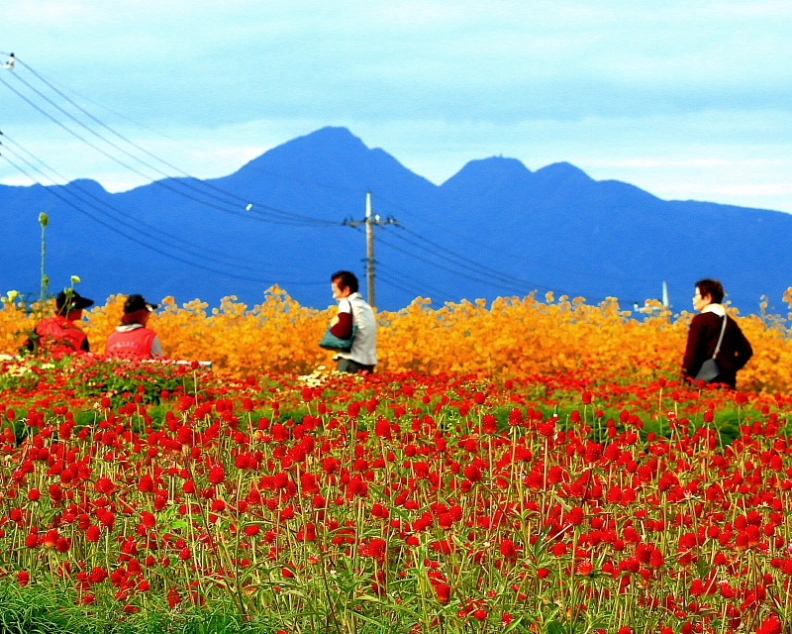 鼻高展望花の丘で　～ コスモスなど ～_c0305565_17431615.jpg