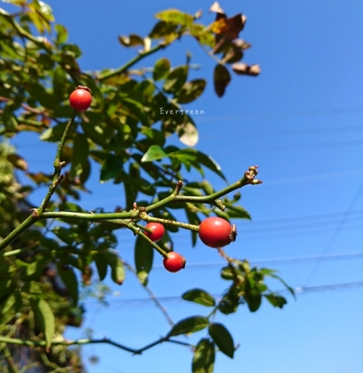 d0362666_16173359.jpg