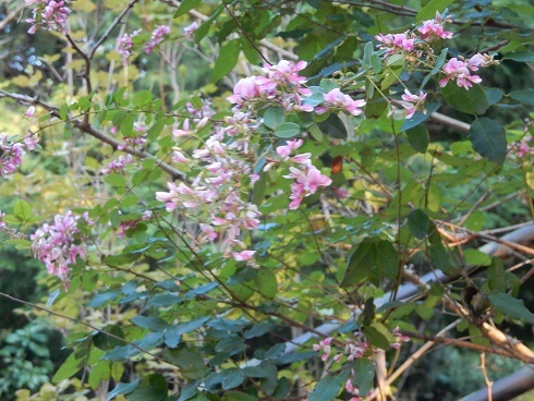 萩の花咲き、祭りが近い_e0175370_21093409.jpg