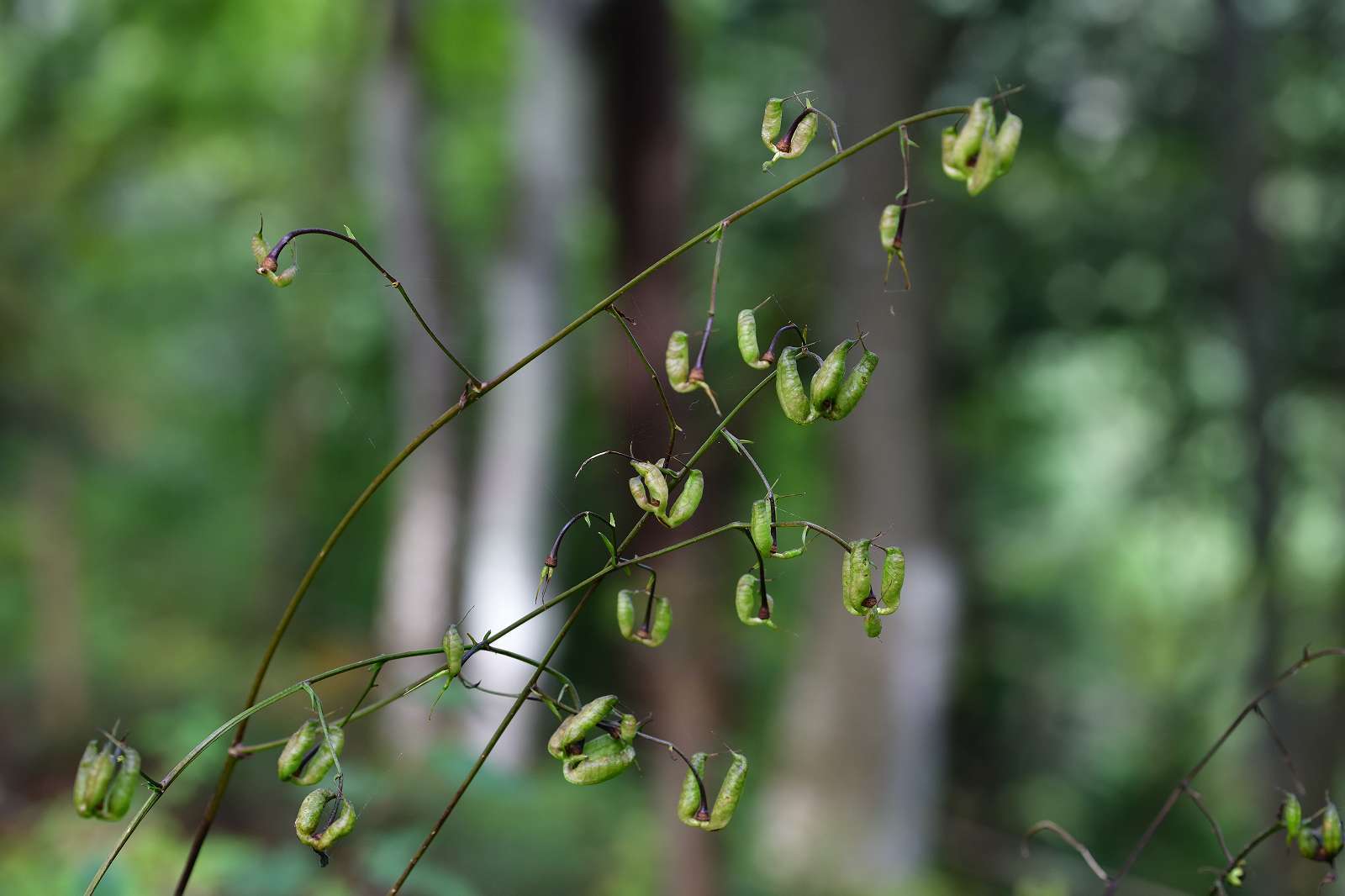 奥多摩方面の花_d0328977_19414177.jpg