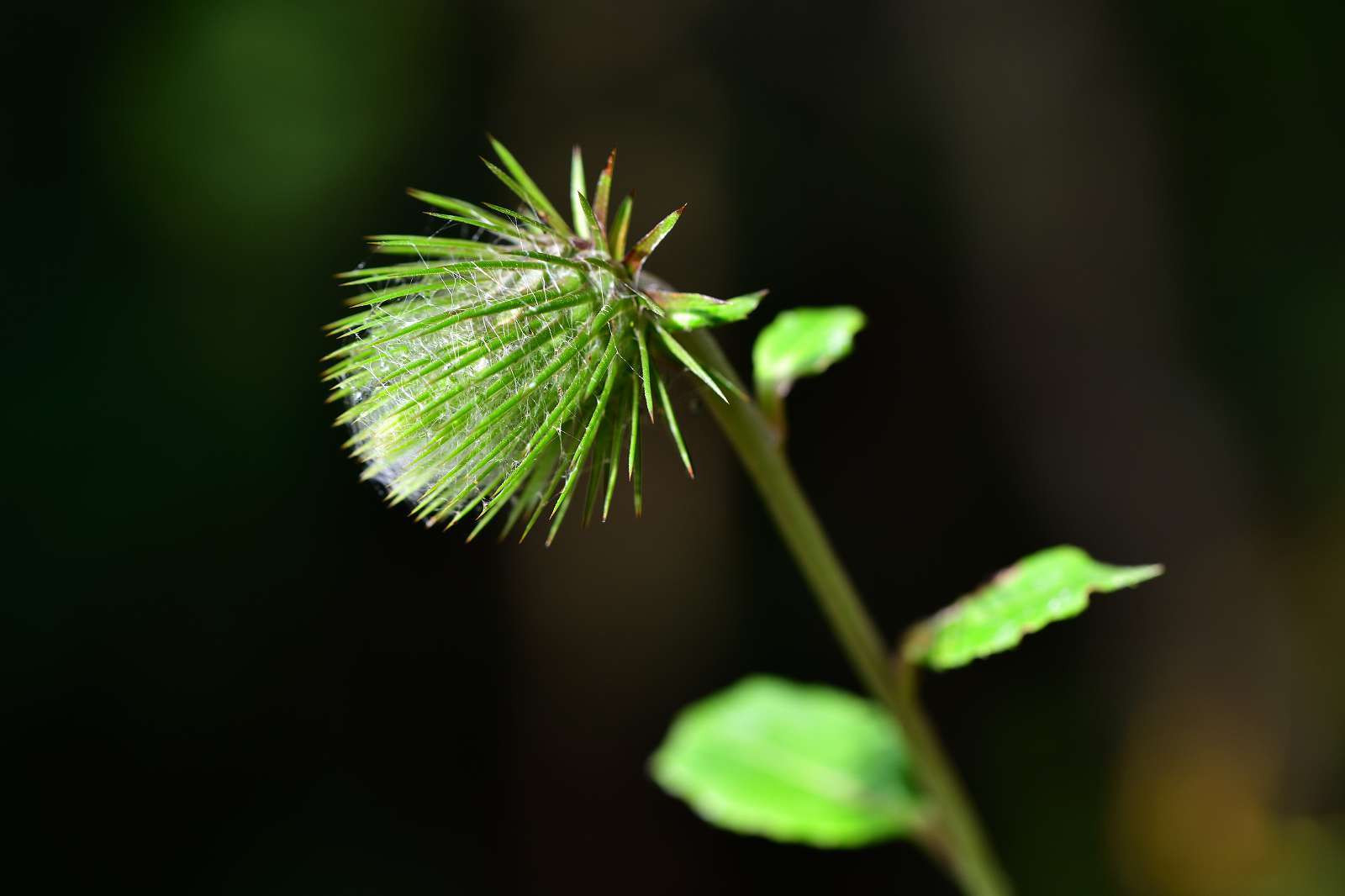 奥多摩方面の花_d0328977_19420016.jpg