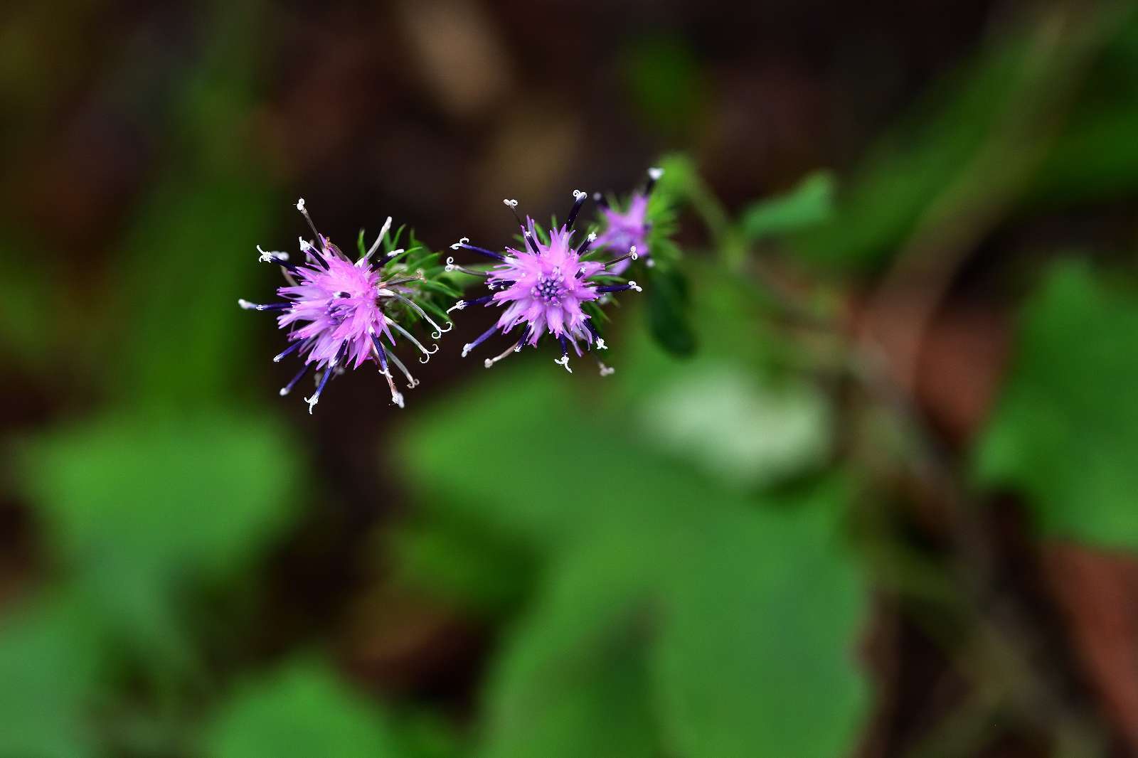 奥多摩方面の花_d0328977_19423029.jpg