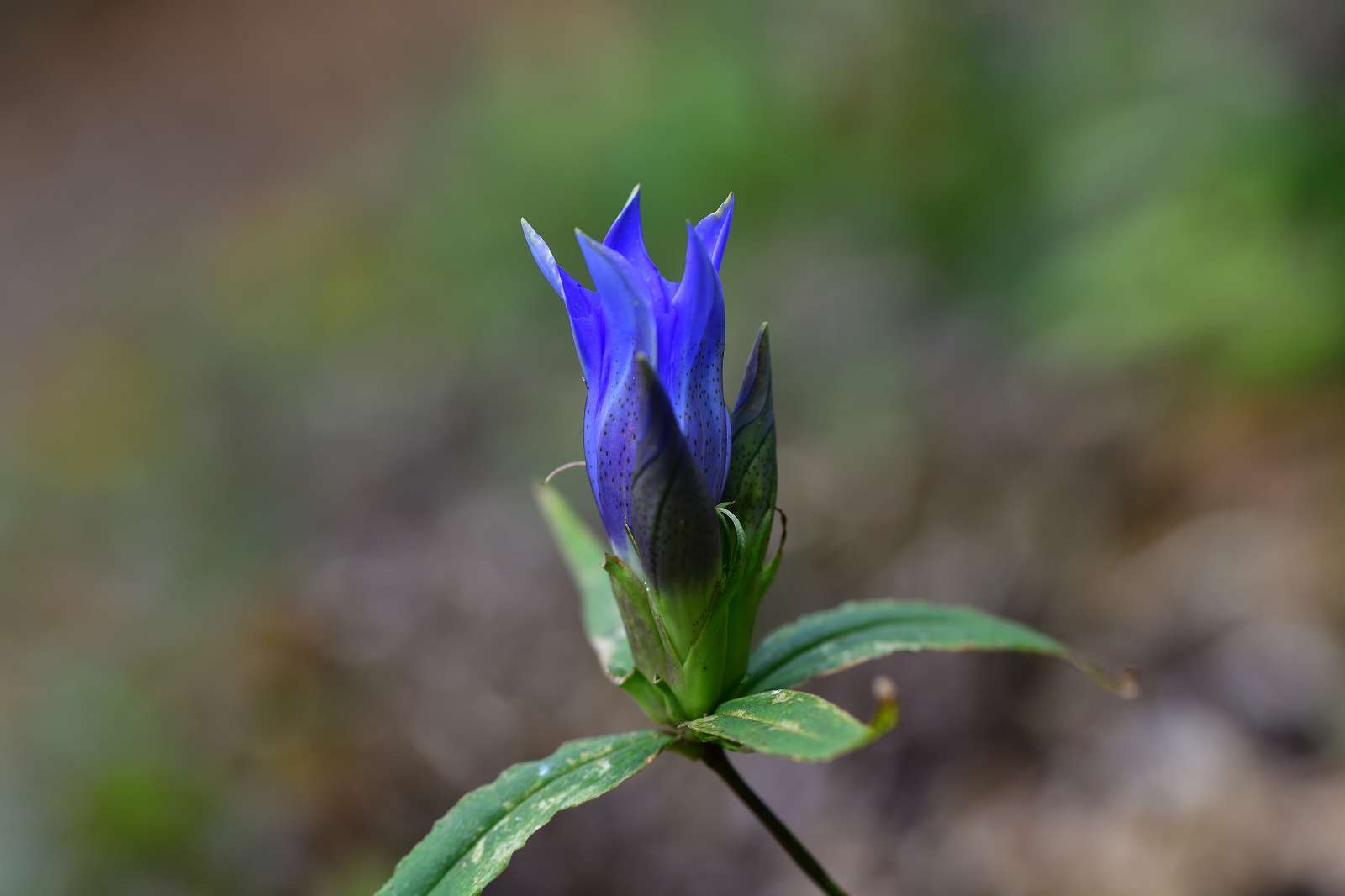 奥多摩方面の花_d0328977_19425883.jpg