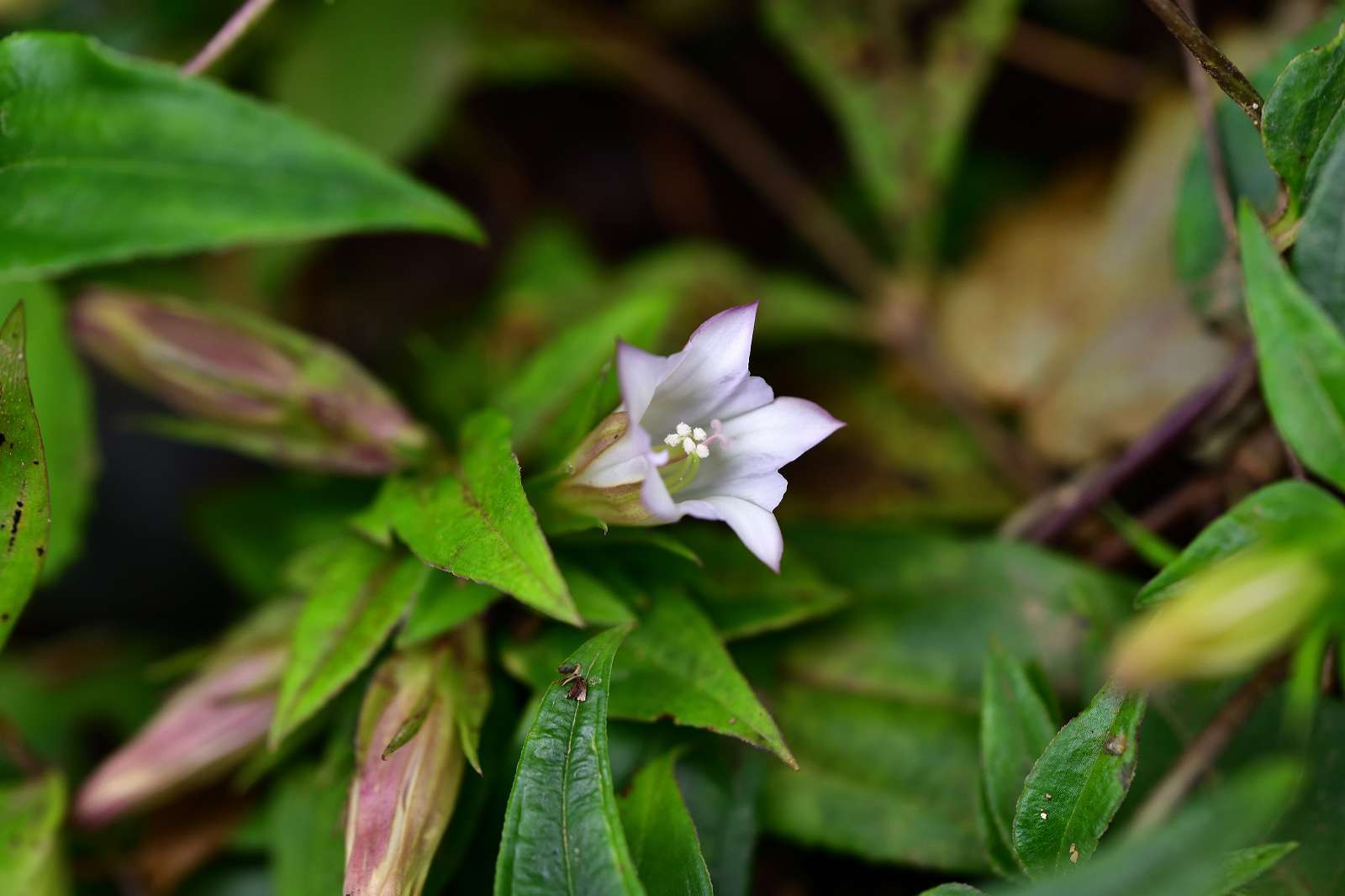 奥多摩方面の花_d0328977_21273113.jpg