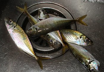 f0003283_08211859.jpg