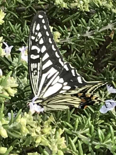 アゲハチョウ!!!_b0263390_10071143.jpg