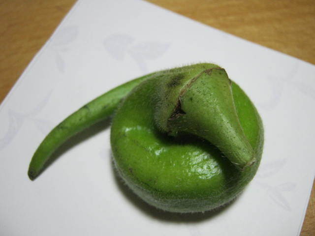 c0335990_15194979.jpg