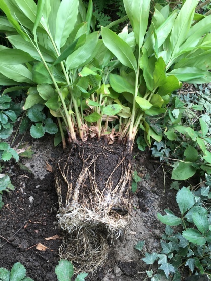カルダモンの株分け 植え替え いととはり カルダモンの株分け 植え替え いととはり