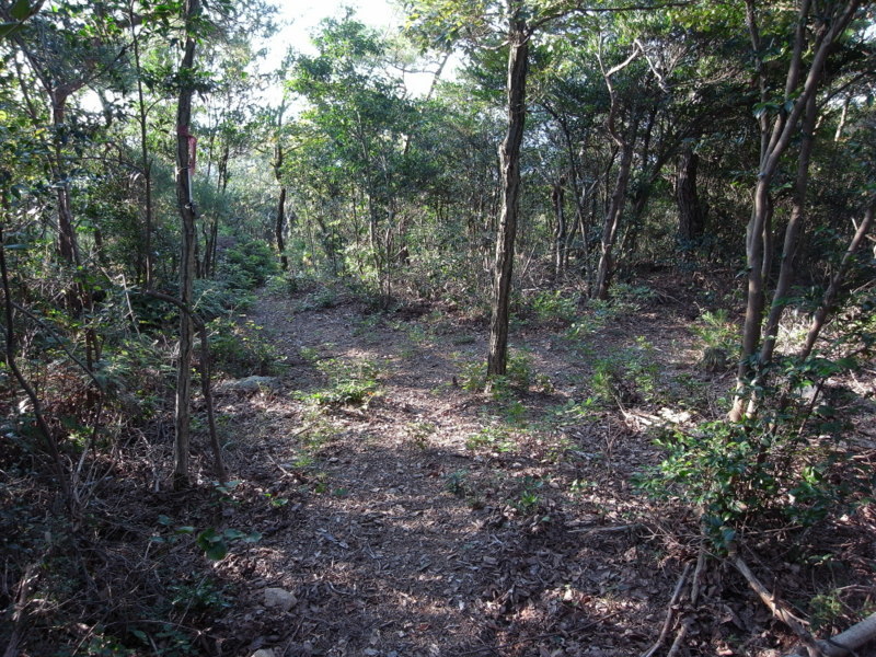 観音寺山に登る！の巻_f0325295_15091050.jpg