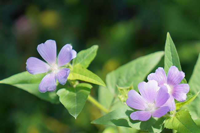 横浜イングリッシュガーデンの秋のお花達_b0145398_23580343.jpg