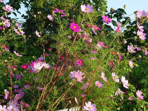 e0078900_07270389.jpg