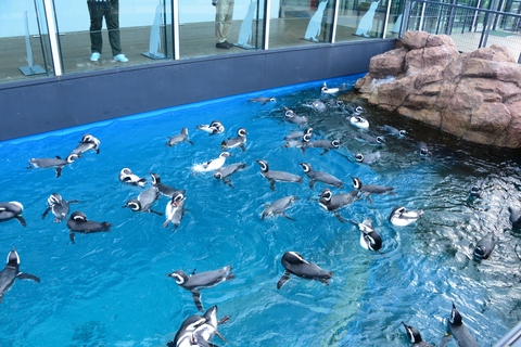 上越市立水族博物館「うみがたり」へ_e0087201_17322423.jpg