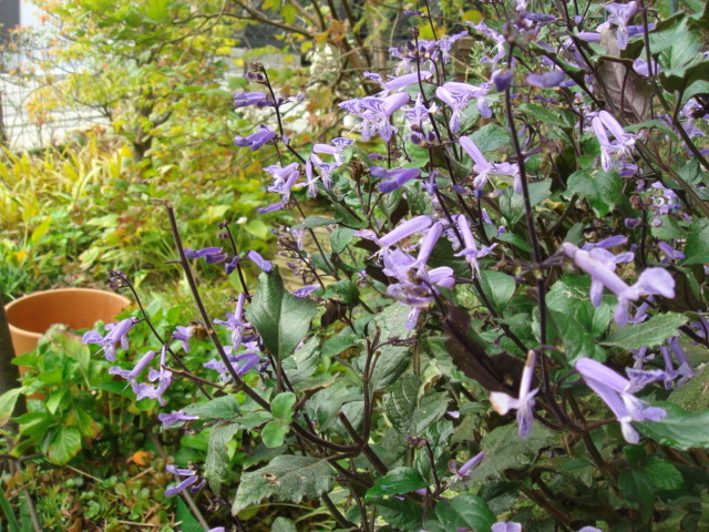 c0112206_05480559.jpg
