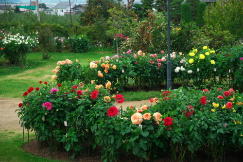 中野市 一本木公園の秋薔薇とダリア6_a0263109_11172635.jpg