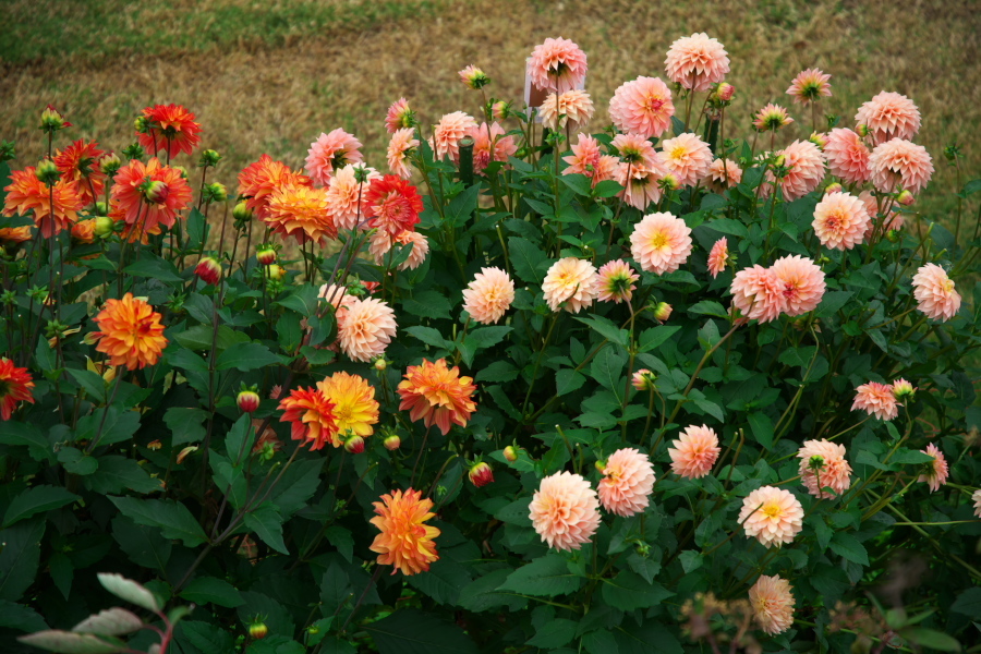 中野市 一本木公園の秋薔薇とダリア6_a0263109_11172639.jpg