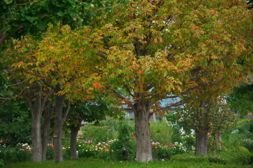中野市 一本木公園の秋薔薇とダリア6_a0263109_11172641.jpg