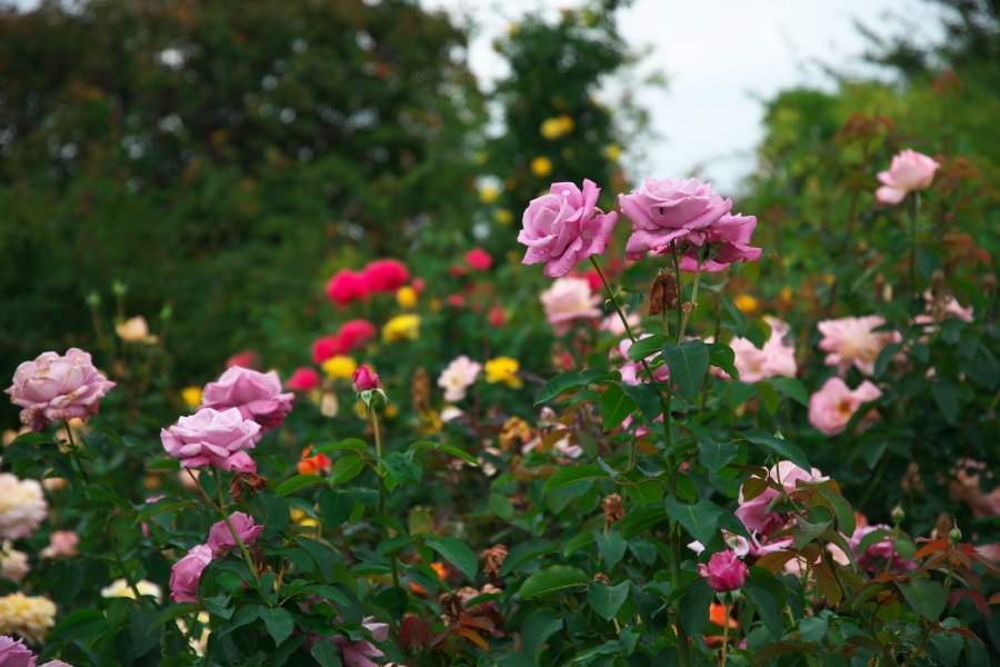 中野市 一本木公園の秋薔薇とダリア6_a0263109_11172706.jpg