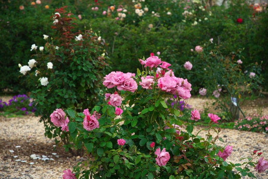 中野市 一本木公園の秋薔薇とダリア6_a0263109_11172731.jpg