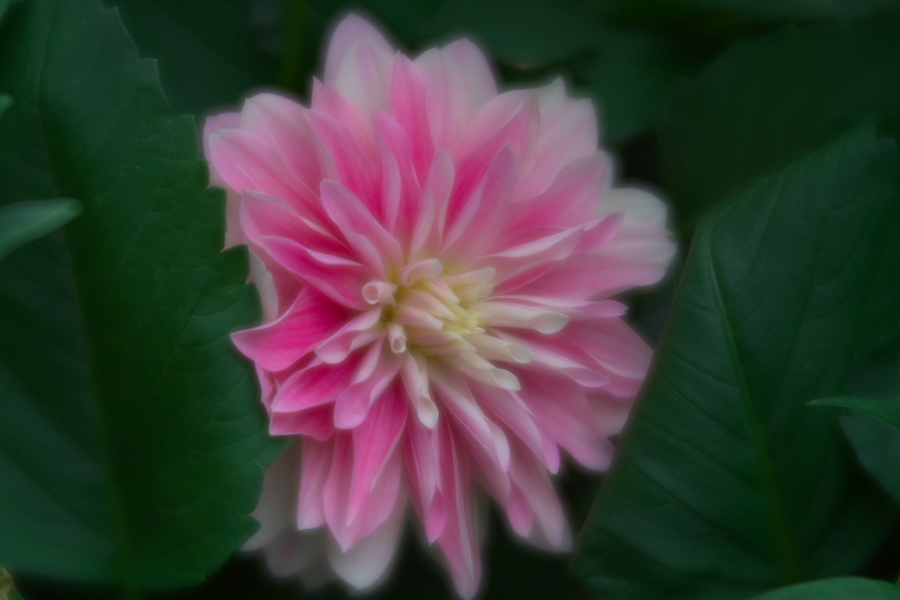中野市 一本木公園の秋薔薇とダリア6_a0263109_11181348.jpg