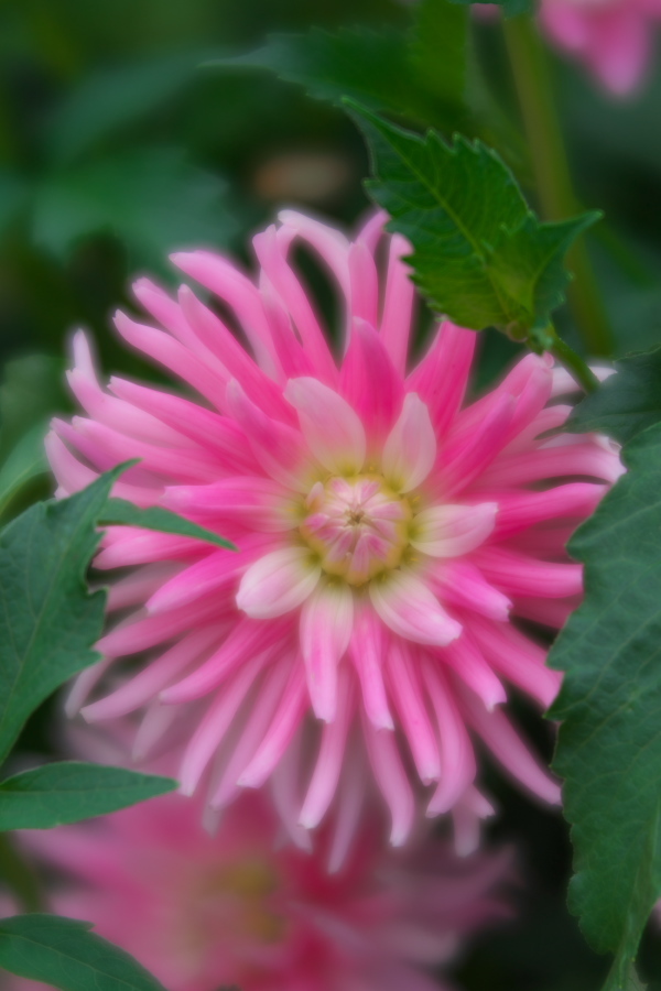 中野市 一本木公園の秋薔薇とダリア6_a0263109_11181412.jpg