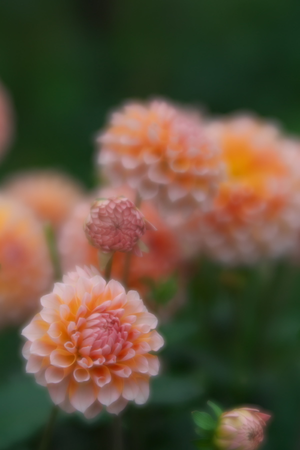 中野市 一本木公園の秋薔薇とダリア6_a0263109_11181493.jpg
