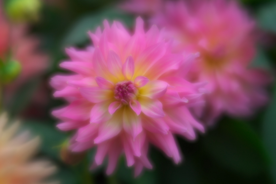 中野市 一本木公園の秋薔薇とダリア6_a0263109_11181523.jpg