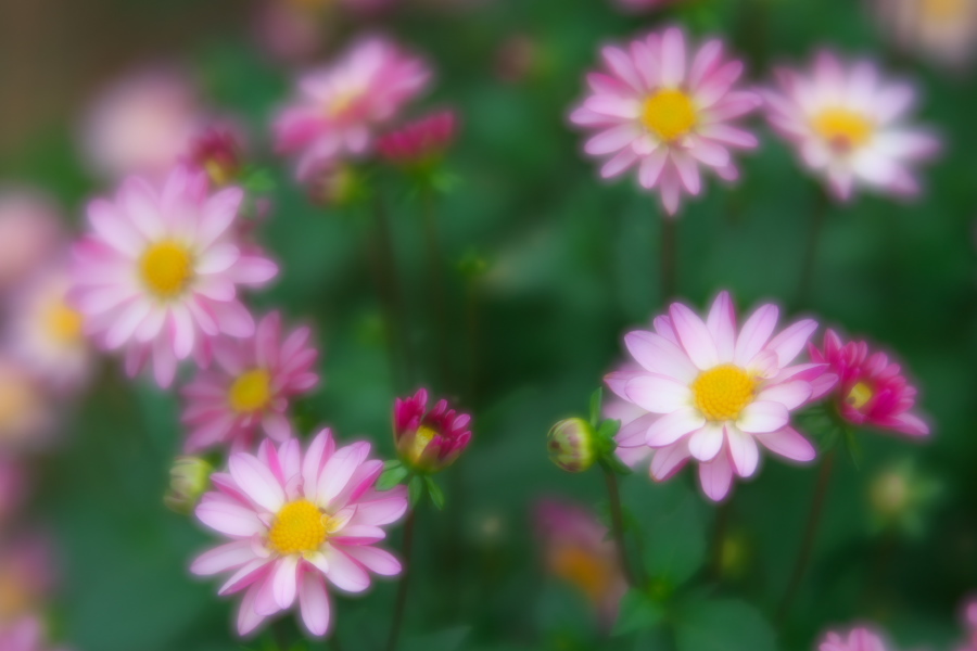 中野市 一本木公園の秋薔薇とダリア6_a0263109_11185455.jpg