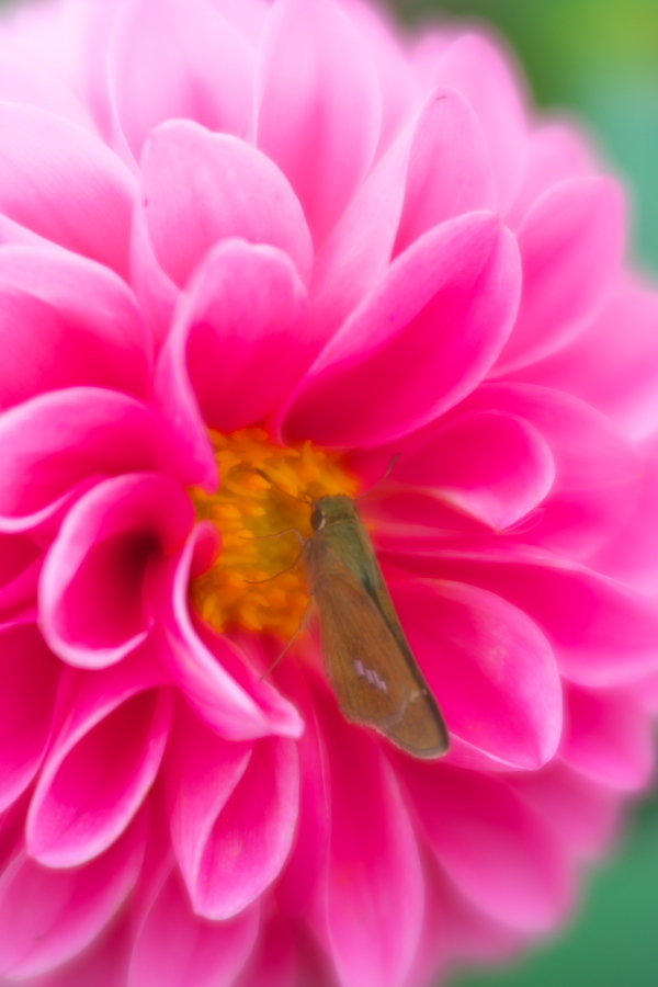 中野市 一本木公園の秋薔薇とダリア6_a0263109_11185524.jpg
