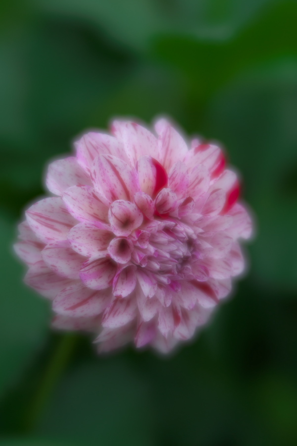中野市 一本木公園の秋薔薇とダリア6_a0263109_11185558.jpg