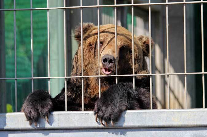 東武動物公園「ヒグマの森」OPEN！_b0355317_23010047.jpg