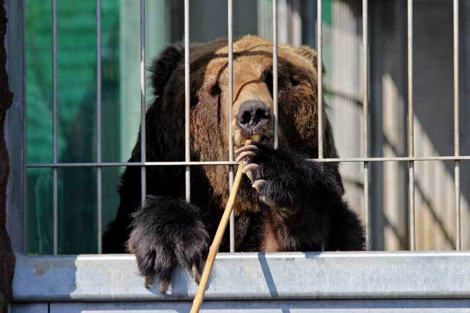 東武動物公園「ヒグマの森」OPEN！_b0355317_23015429.jpg